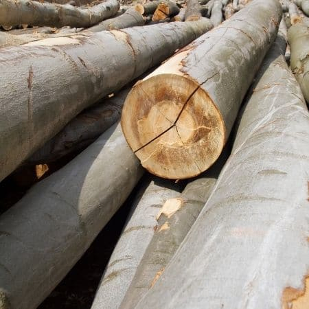 Beechwood