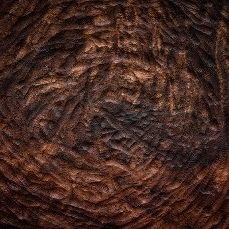 Black Walnut