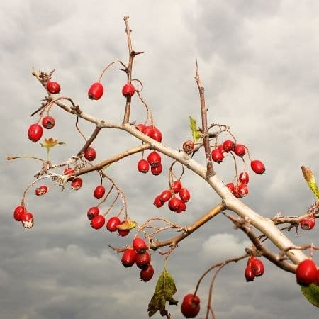 Hawthorn