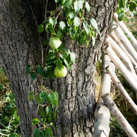 Pear