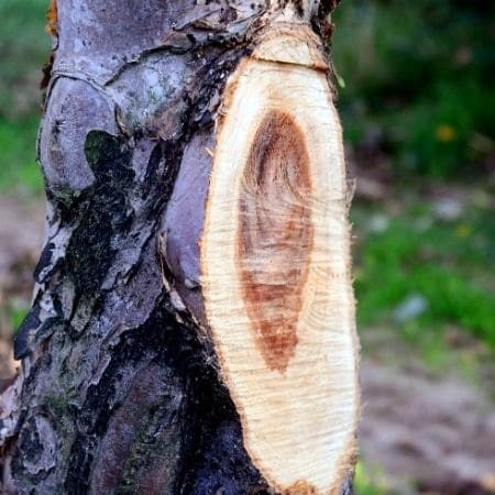 apple wood