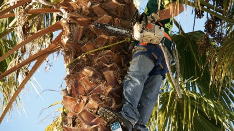 Best Arborist Chainsaw