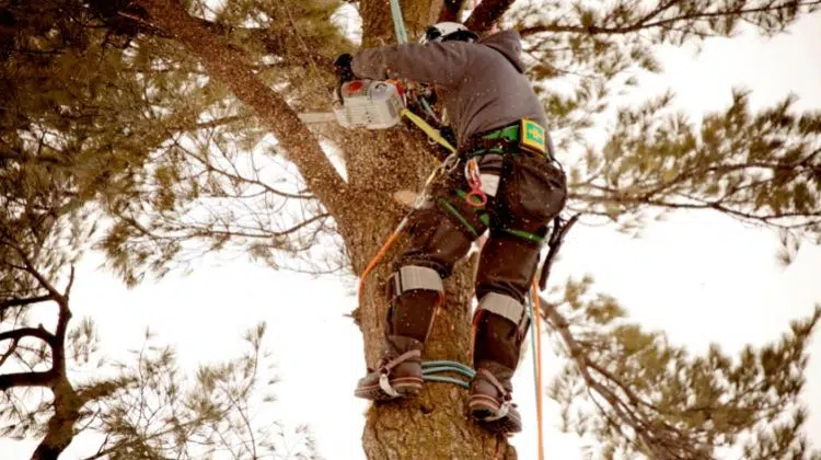 Best Top Handle Chainsaw